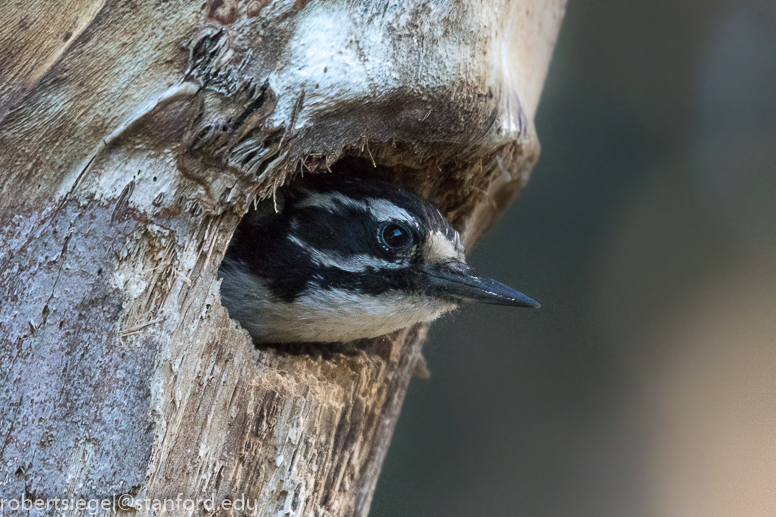 woodpecker